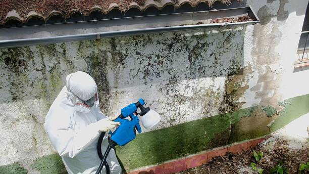 Top rated local Mold Testing specialists in Brandywine, MD
